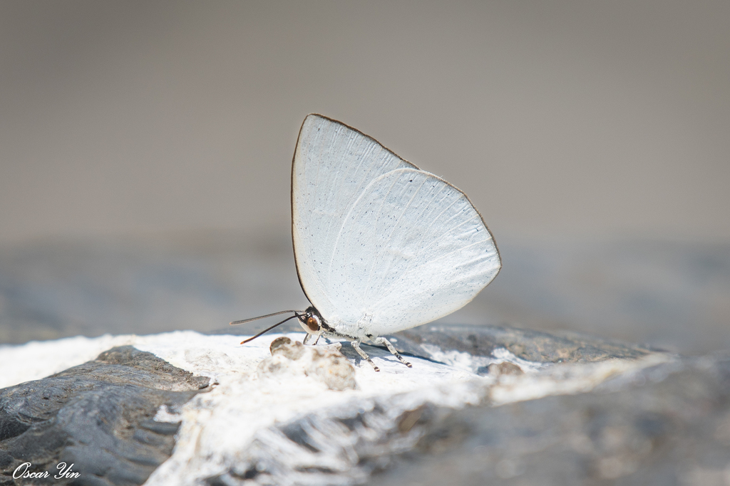 Curetis brunnea