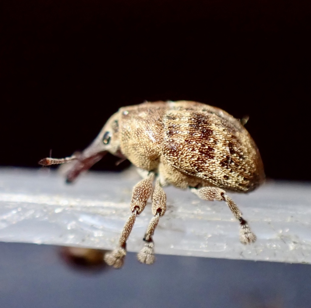 Cryptoplus ferrugineus