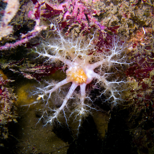 Cucumaria piperata