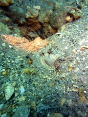 Ceriantheopsis americanus