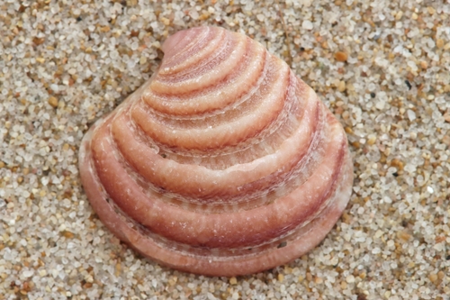 How to identify Clausinella fasciata (da Costa, 1778)