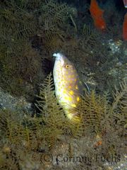 Myrichthys breviceps