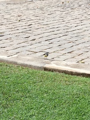 Motacilla flaviventris