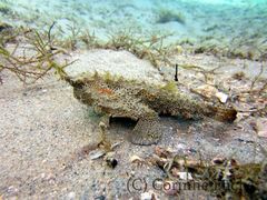 Ogcocephalus pantostictus