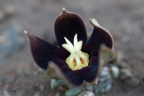 Huerniopsis gibbosa Nel 2