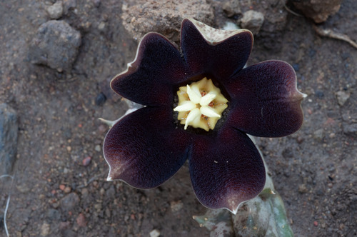 Huerniopsis gibbosa Nel