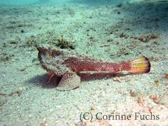 Ogcocephalus pantostictus