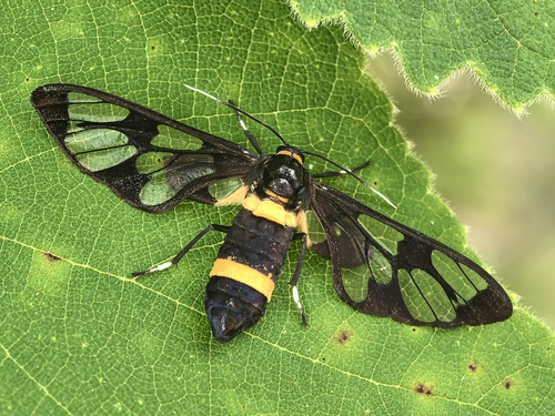 Handmaiden moth