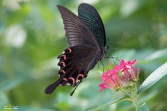 Papilio bianor thrasymedes