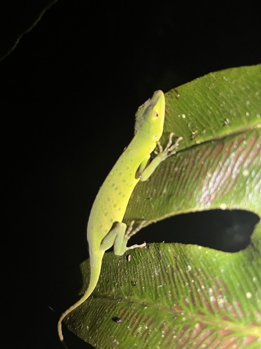Purple Anole, Anolis purpurescens