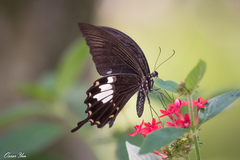 Papilio nephelus chaonulus