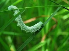 Pseudoclavellaria amerinae