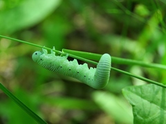 Pseudoclavellaria amerinae