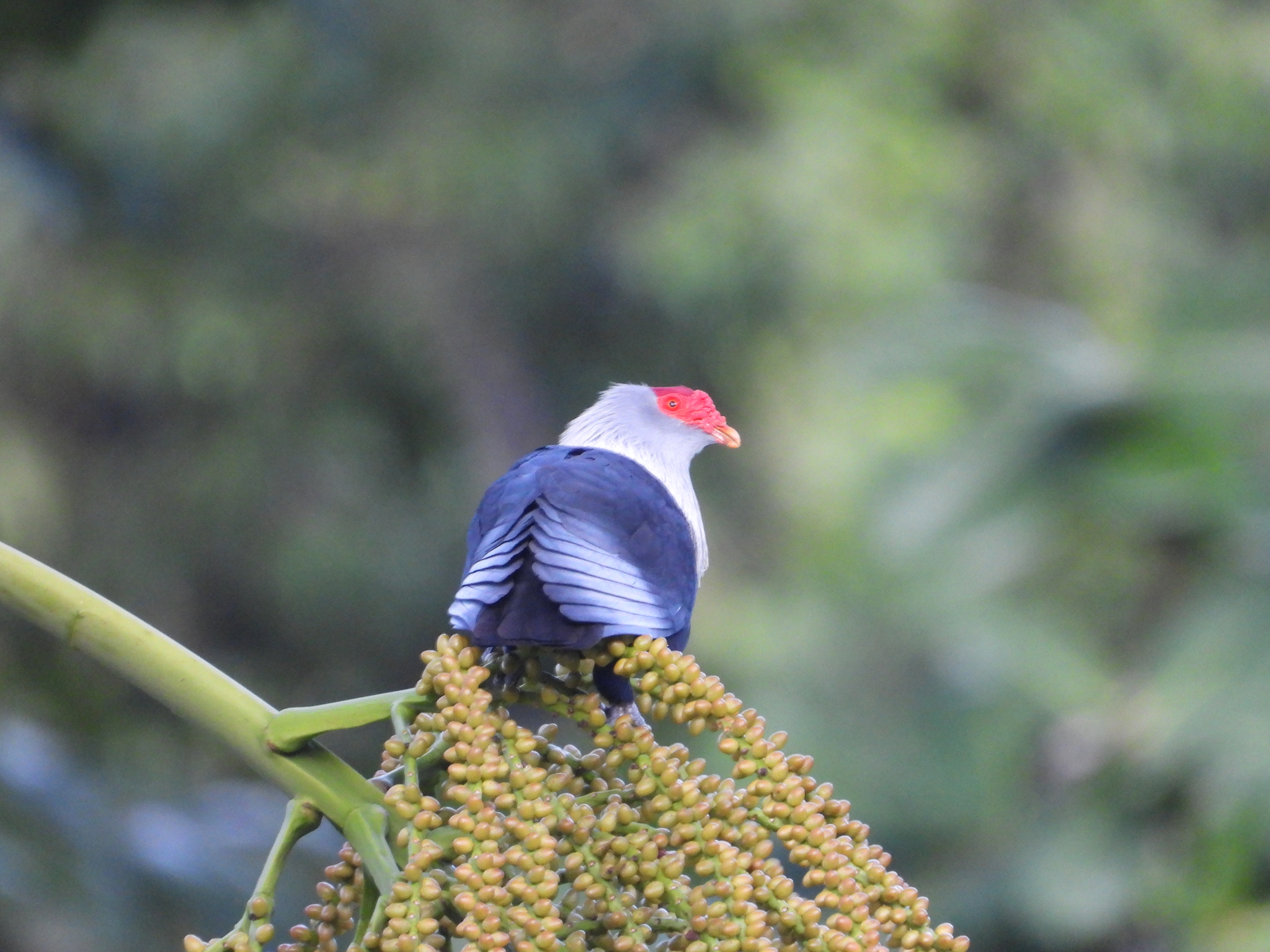 Seychelles Blue Pigeon (Alectroenas pulcherrimus), photo 9