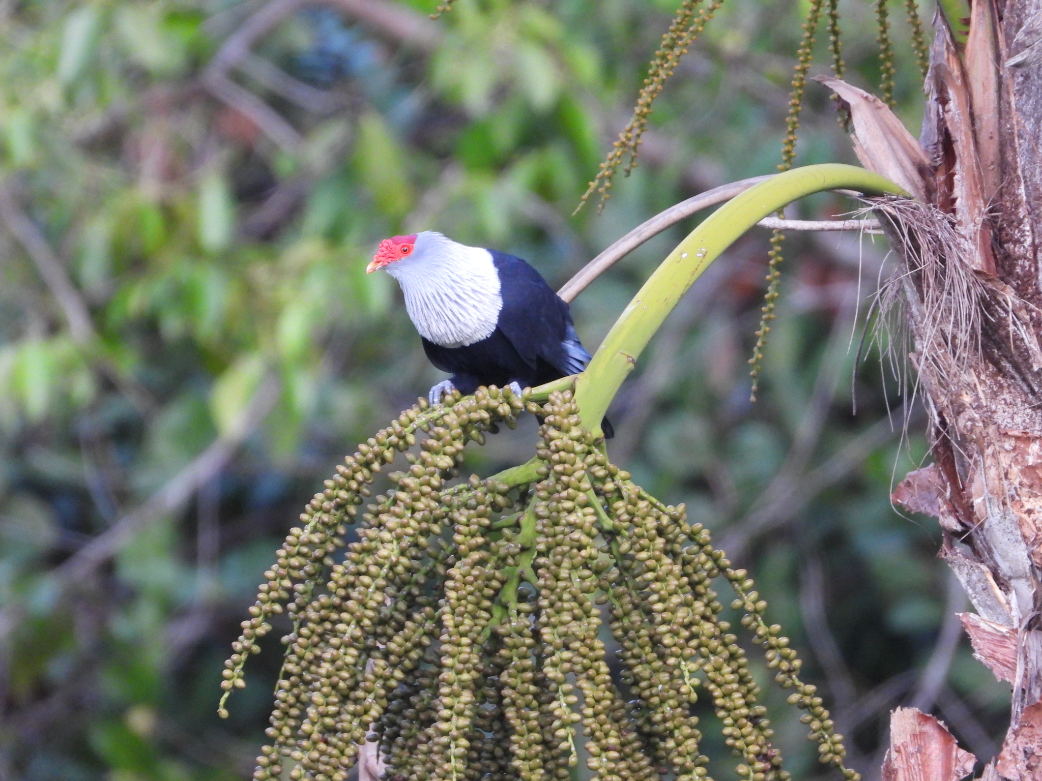 Seychelles Blue-Pigeon (Alectroenas pulcherrimus)