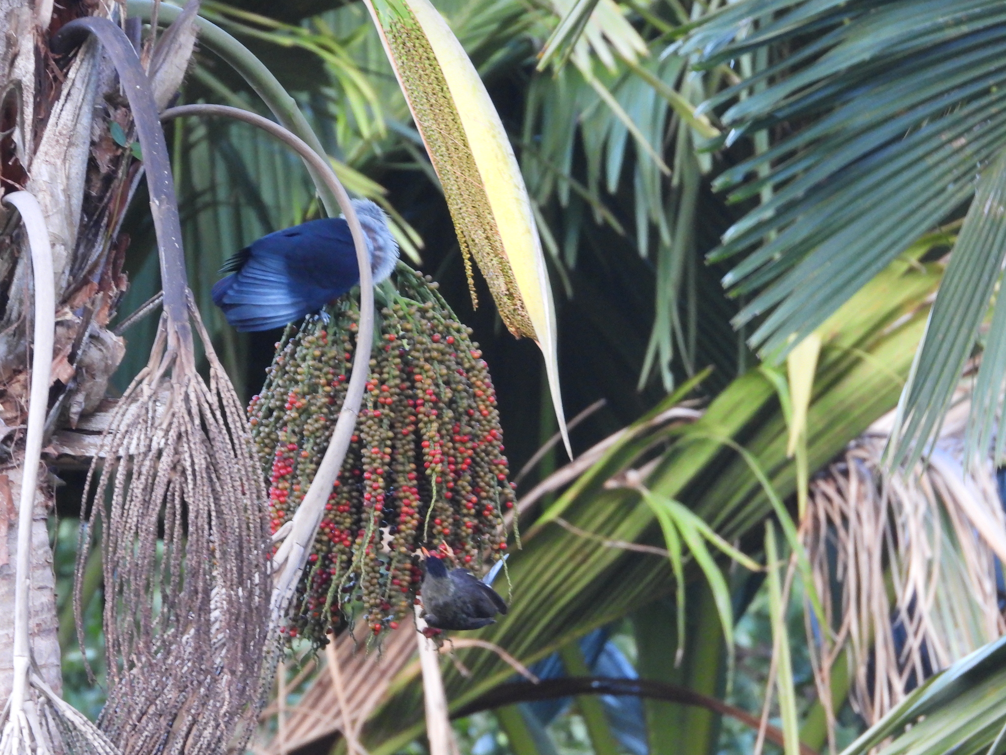 Seychelles Blue Pigeon (Alectroenas pulcherrimus), photo 7