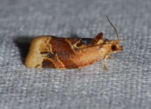 Red-banded Leafroller Moth