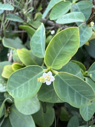 Euphorbia sarcoceras