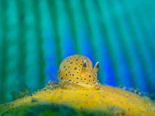 Dendrodoris guttata