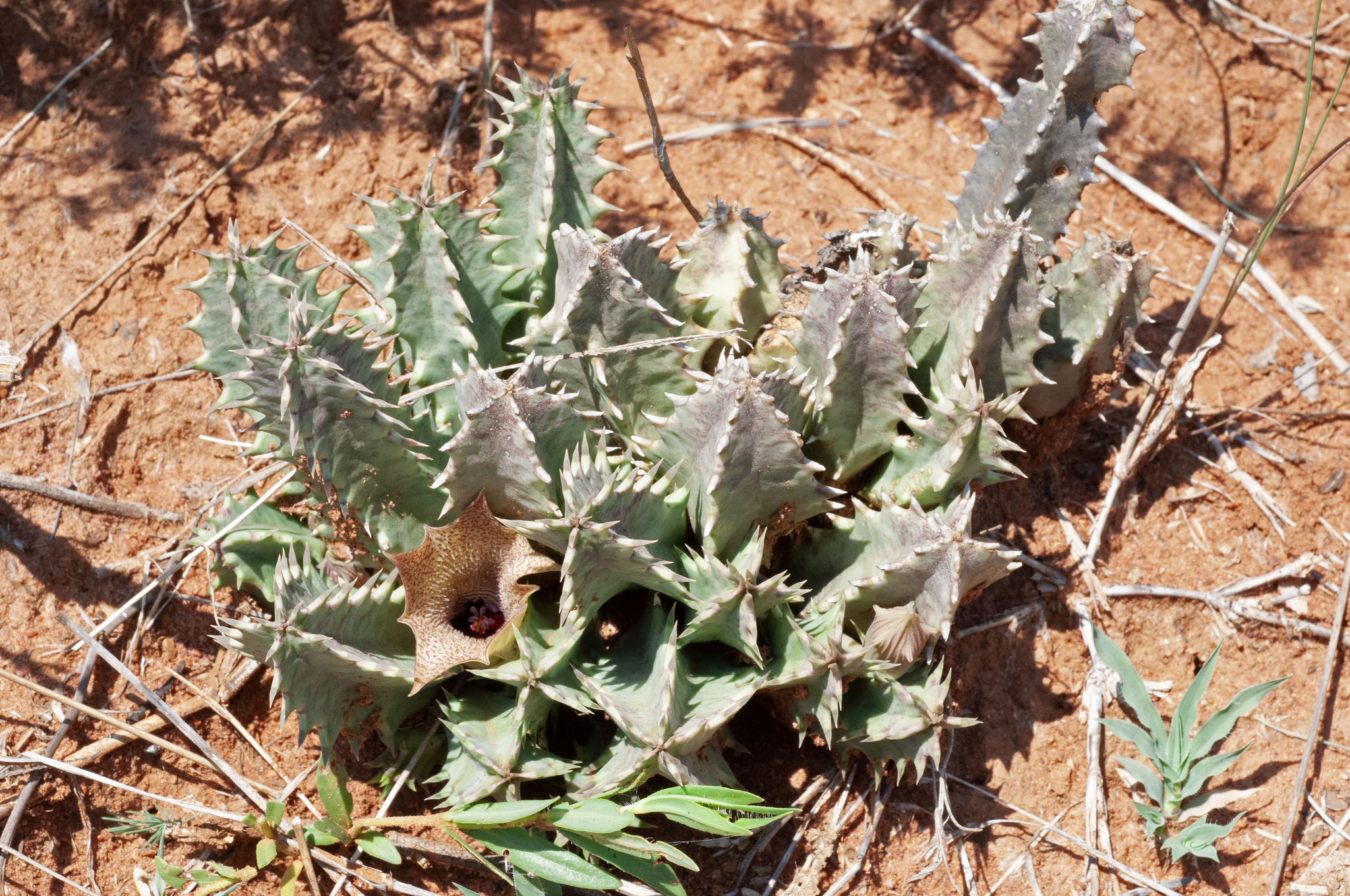 Huernia longituba N.E.Br. 4