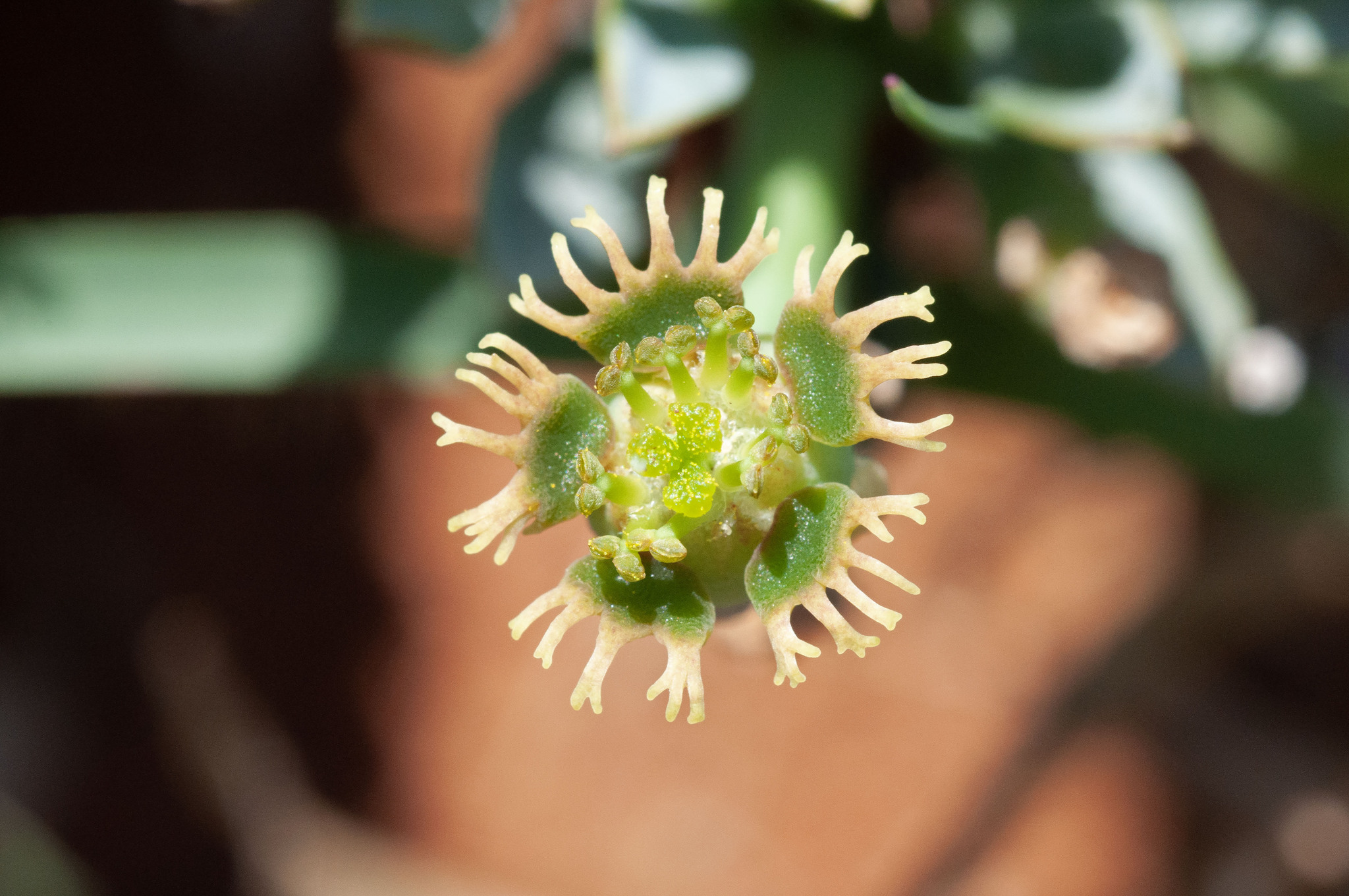 Euphorbia duseimata