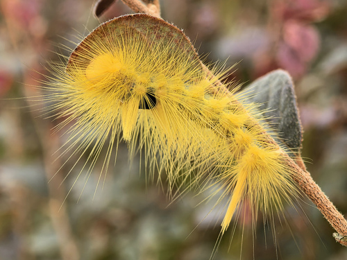 Grote's Tussock Moth