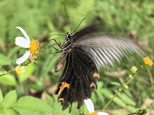 Spangle Swallowtail