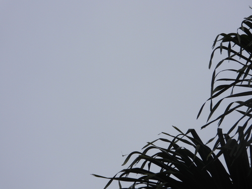 Seychelles Swiftlet (Aerodramus elaphrus)