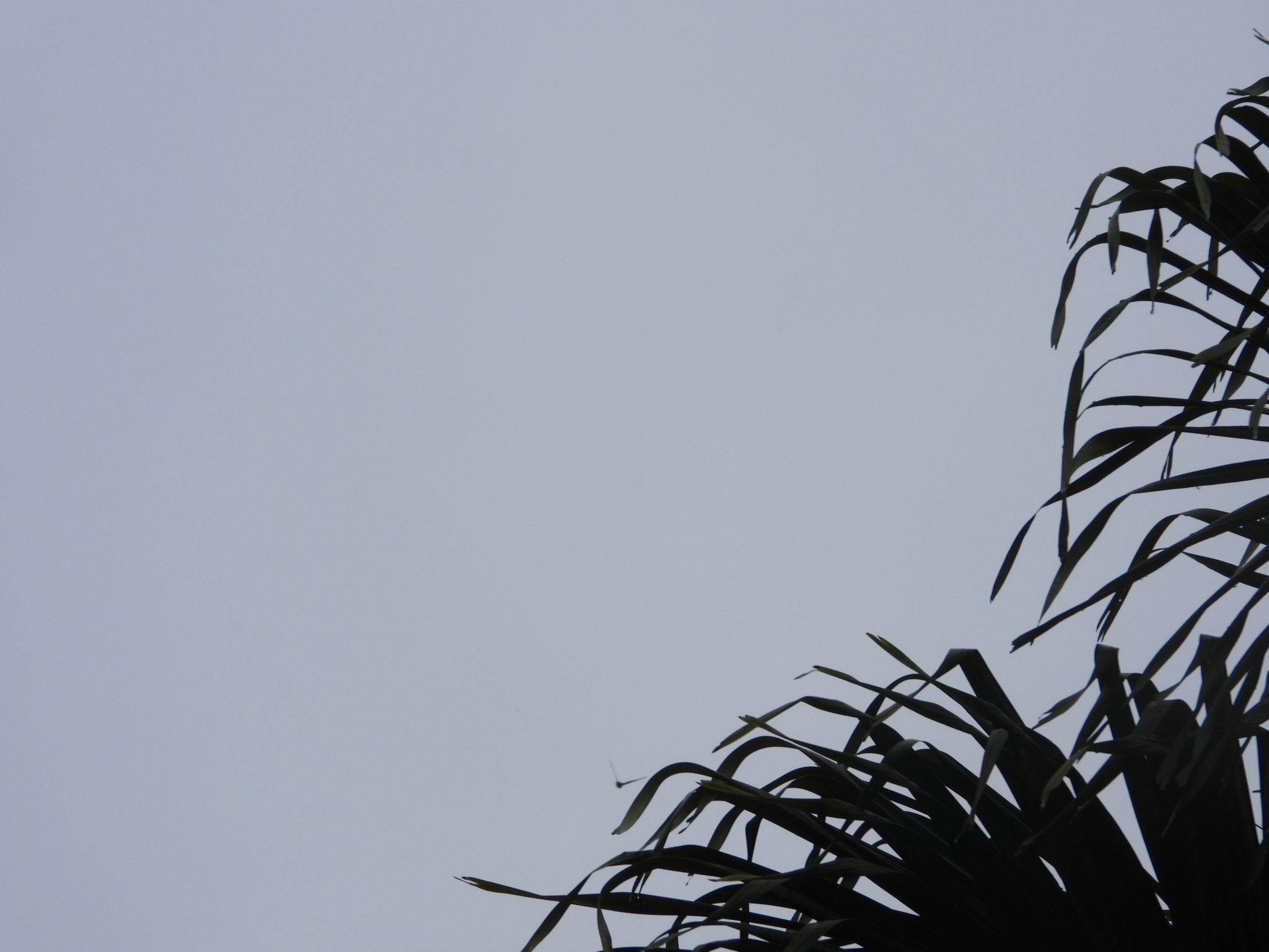 Seychelles Swiftlet (Aerodramus elaphrus), photo 1