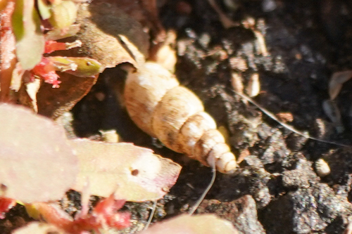 Paropeas achatinaceum observed 2024-11-25