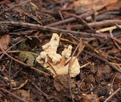 Cordyceps cranstounii