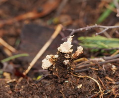 Cordyceps cranstounii