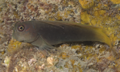 Filamentous Blenny photo 2