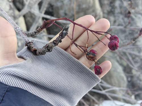 Image of Sorbus tianschanica by (c) Nina Filippova, some rights reserved (CC BY)