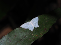 Leucodrepana serratilinea