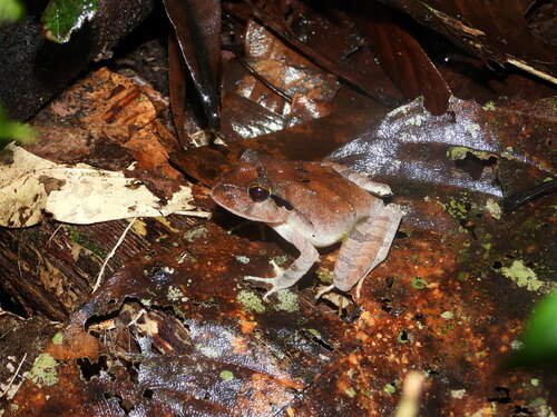 Lechriodus melanopyga observed 2024-11-15