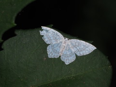 Leucodrepana serratilinea