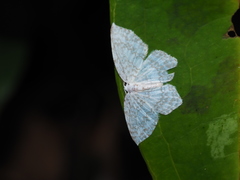 Leucodrepana serratilinea