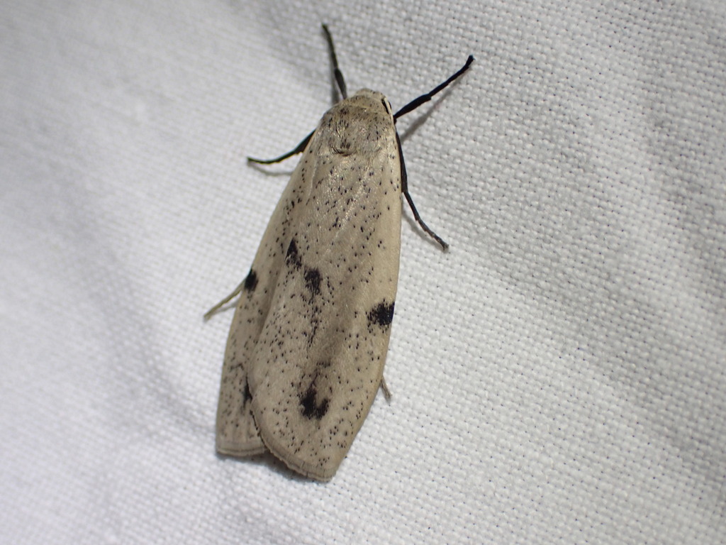 Eilema homochroma