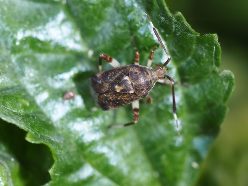 Eurystylus coelestialium