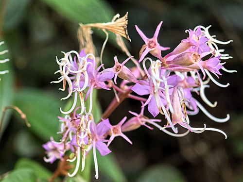 Few-flowered Blastus