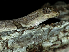 Anolis macrophallus