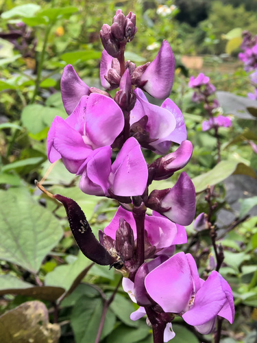Hyacinth bean