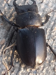 Lucanus mazama