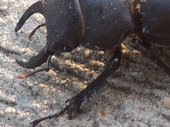 Lucanus mazama