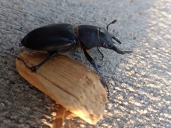 Lucanus mazama