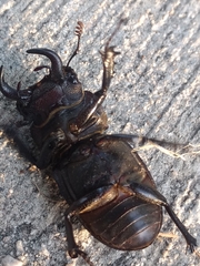 Lucanus mazama
