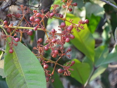 Ixora brachiata