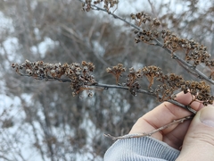 Spiraea lasiocarpa, photograph (c) Nina Filippova, some rights reserved (CC BY)