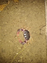 Gecarcinus